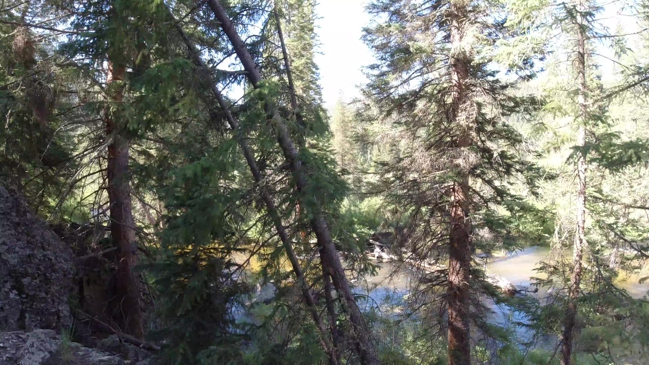 Winter Park, Colorado forest frame with leaning trunks, dense green needles, a gray rock edge, bright water in the background, and no visible people.