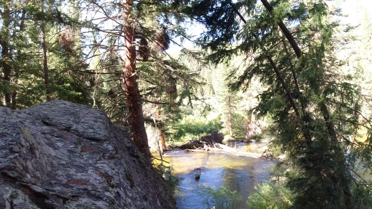 Evergreen forest with a stream below and rock in the foreground.