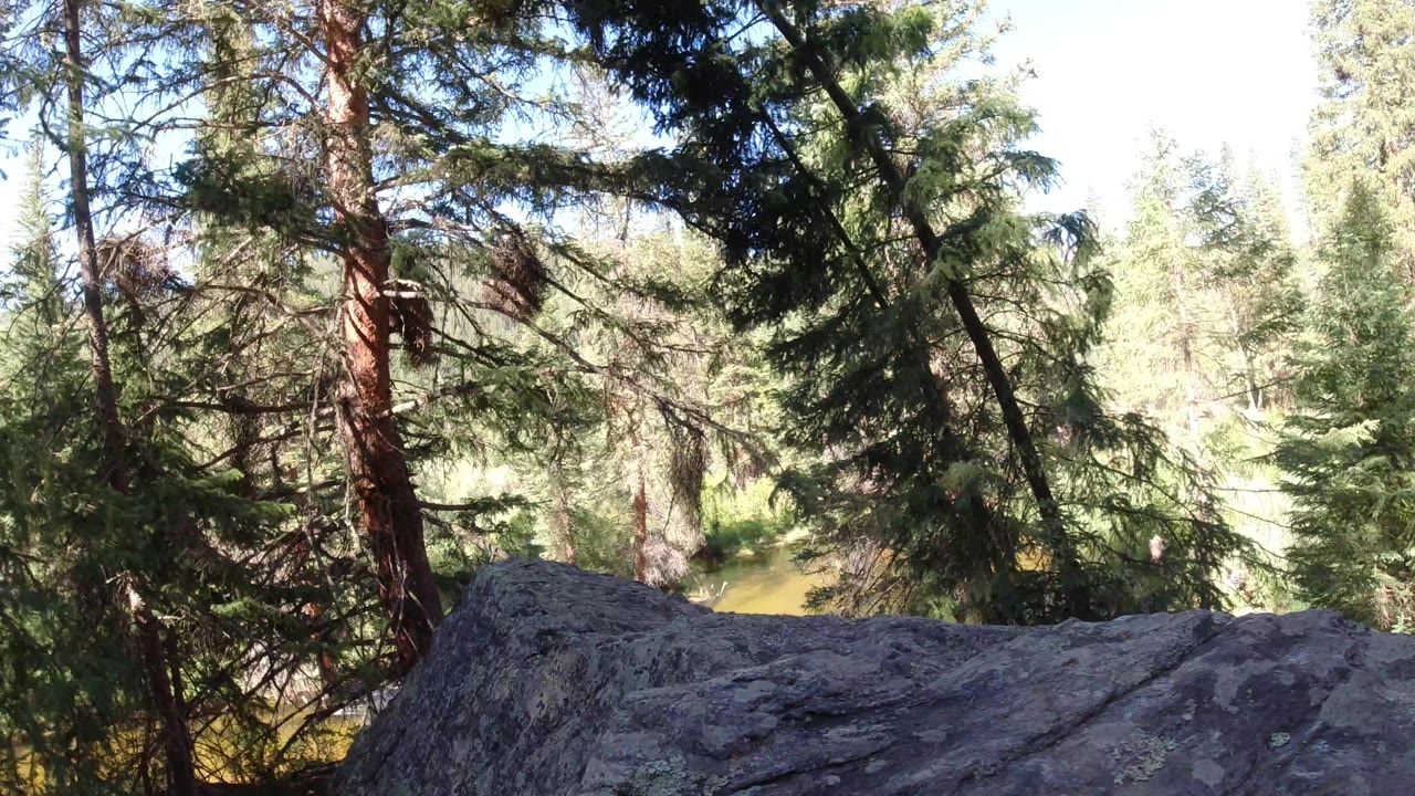 Winter Park forest frame with a broad gray rock ledge across the bottom, dark hanging branches above, sunlit evergreens behind, and no visible people.