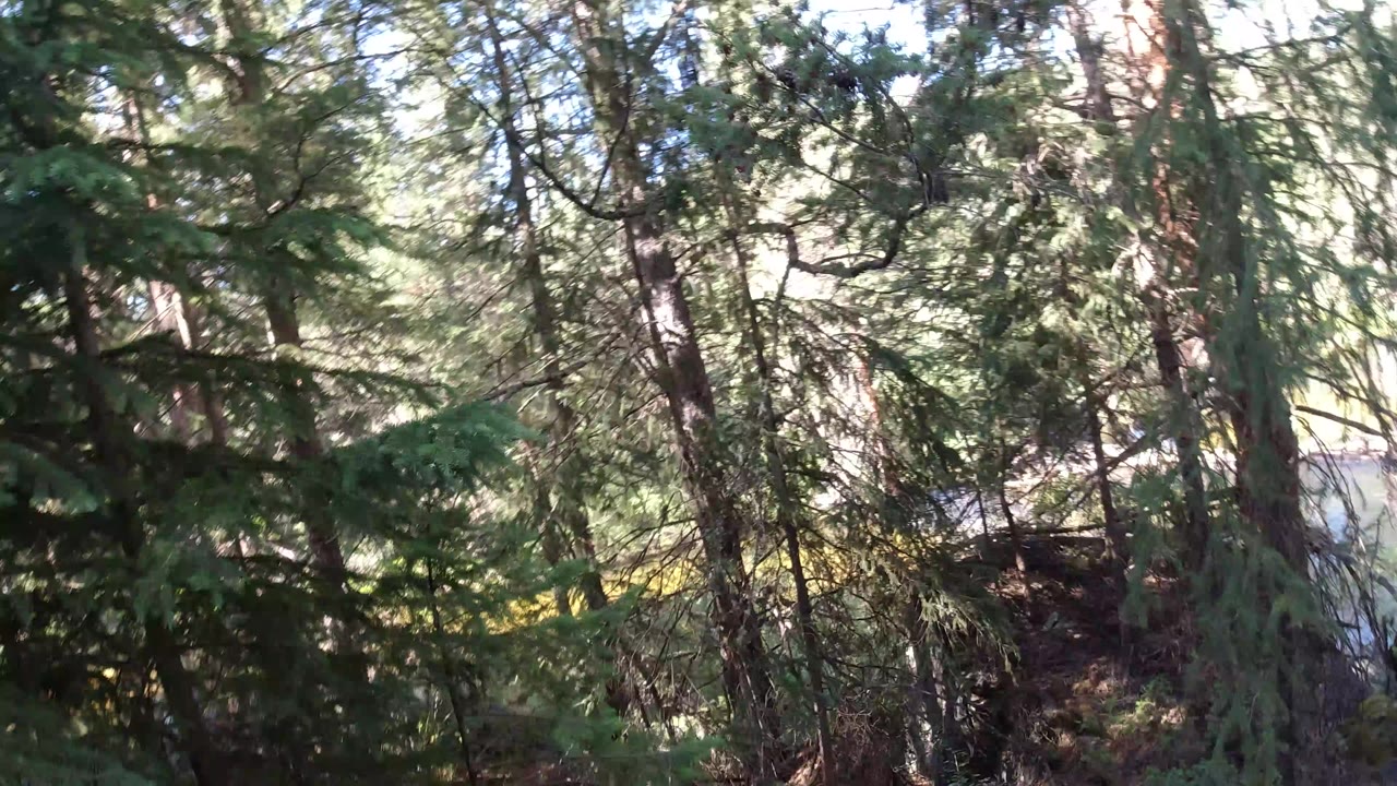Evergreen trees with bright water partly visible through branches.