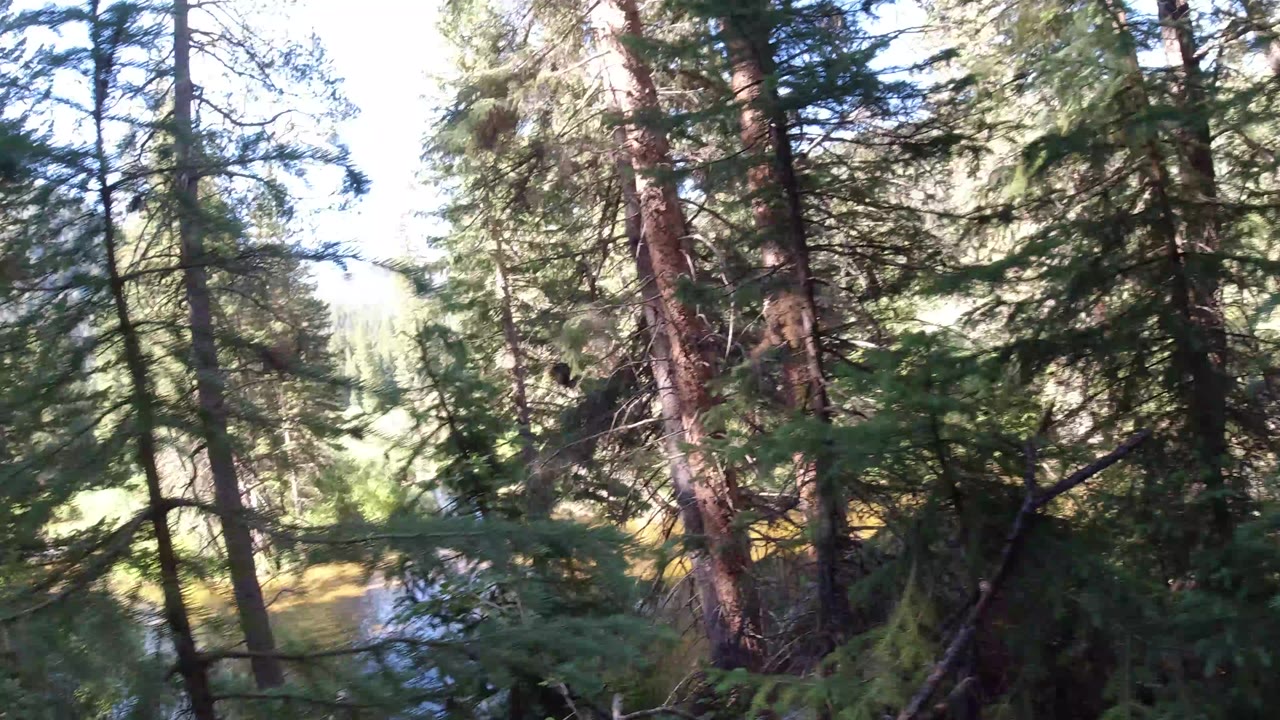 Evergreen forest beside bright water