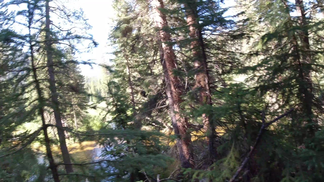 Tall conifer trunks and drooping branches frame a narrow waterway in Winter Park, Colorado, with bright sun on the far bank and no clearly identifiable people.