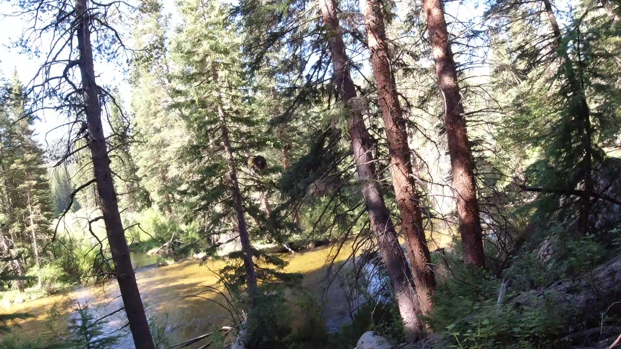 A Winter Park, Colorado forest view shows tall conifers and shaded branches beside brown-green water, with no visible people.