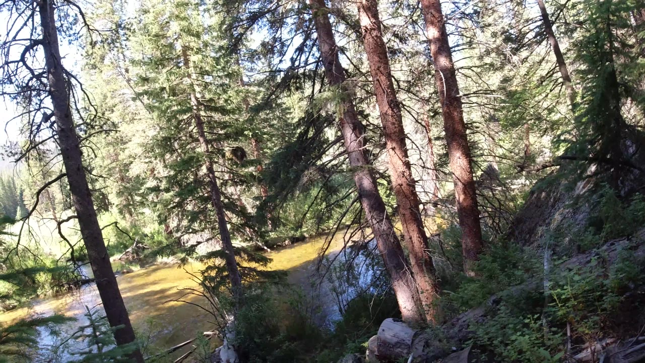 Forest trunks frame a small stretch of reflective water.