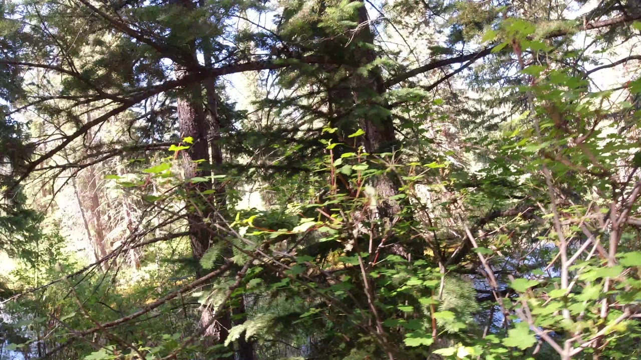Winter Park, Colorado woodland frame with overlapping conifer limbs, bright green leaves in front, filtered sunlight, a dark water patch behind the branches, and no visible people.