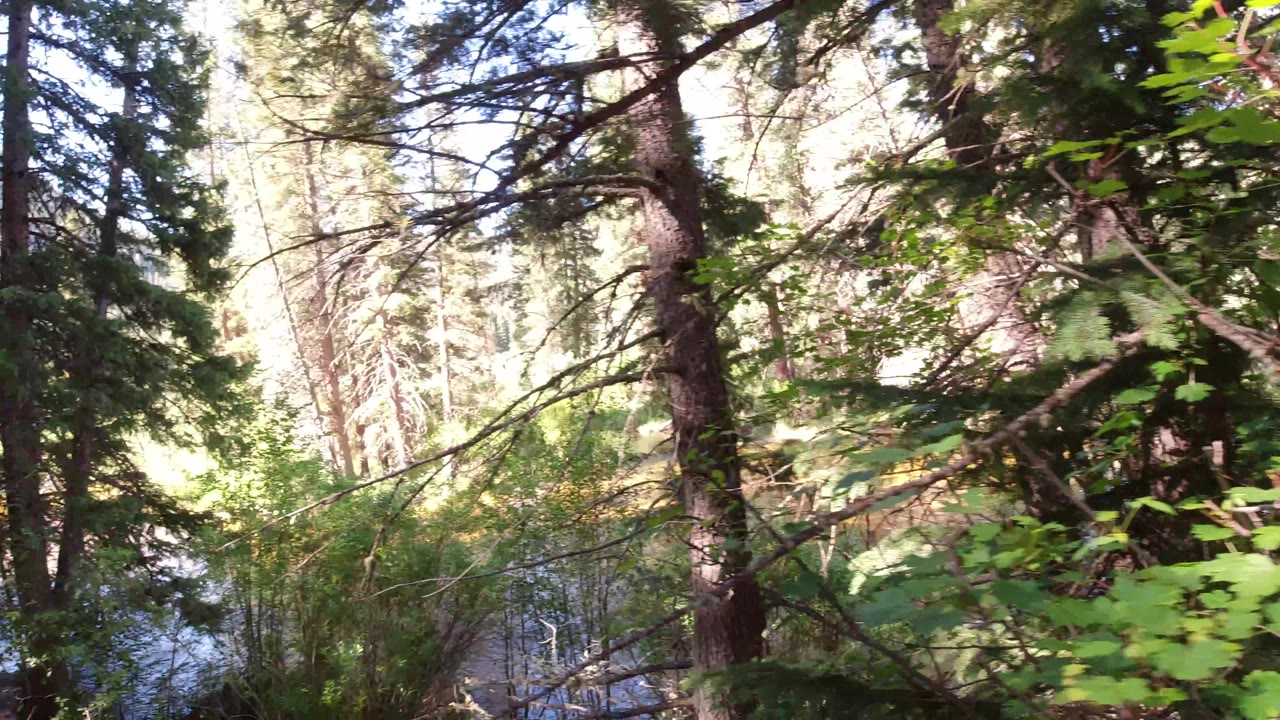 Tall trees and brush with a partial view of water.