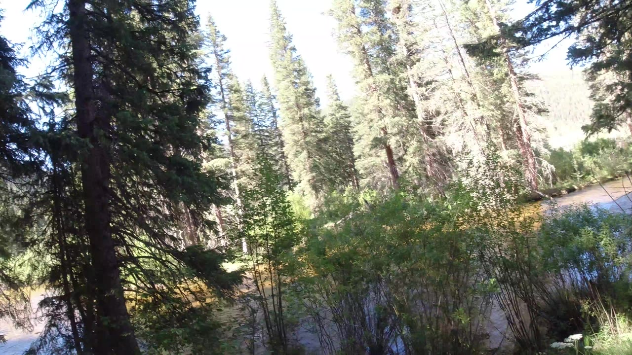 Winter Park, Colorado forest view with dark evergreen trunks, green brush, rippling water, and no visible people at the opening moment.