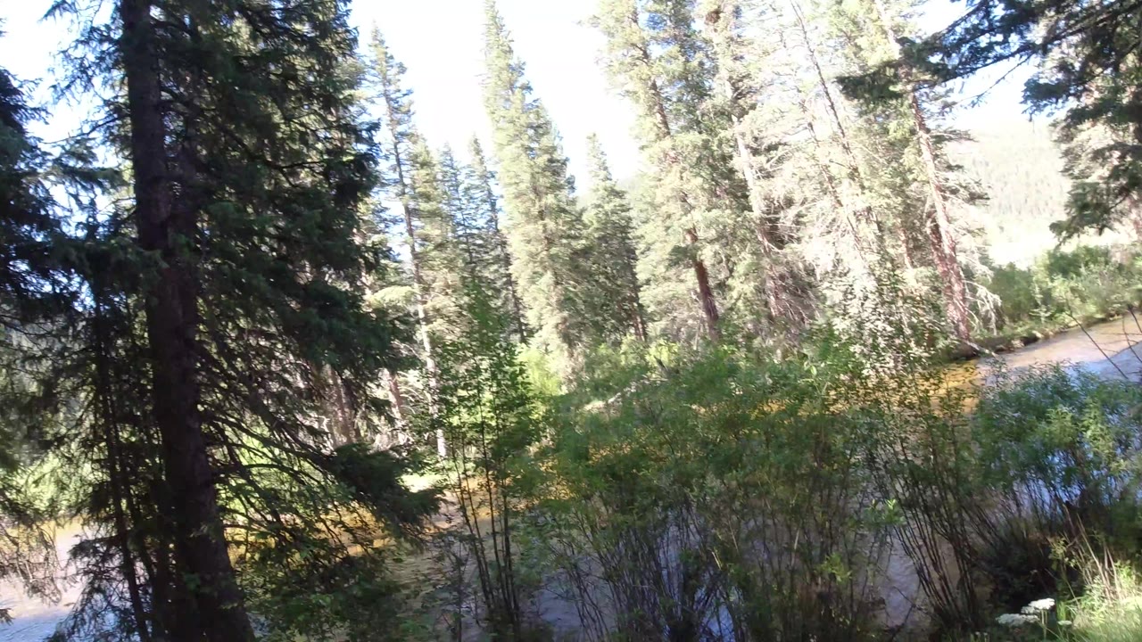 Winter Park, Colorado water view partly screened by pine trunks and leafy shrubs, with a bright forested bank behind and no visible people.