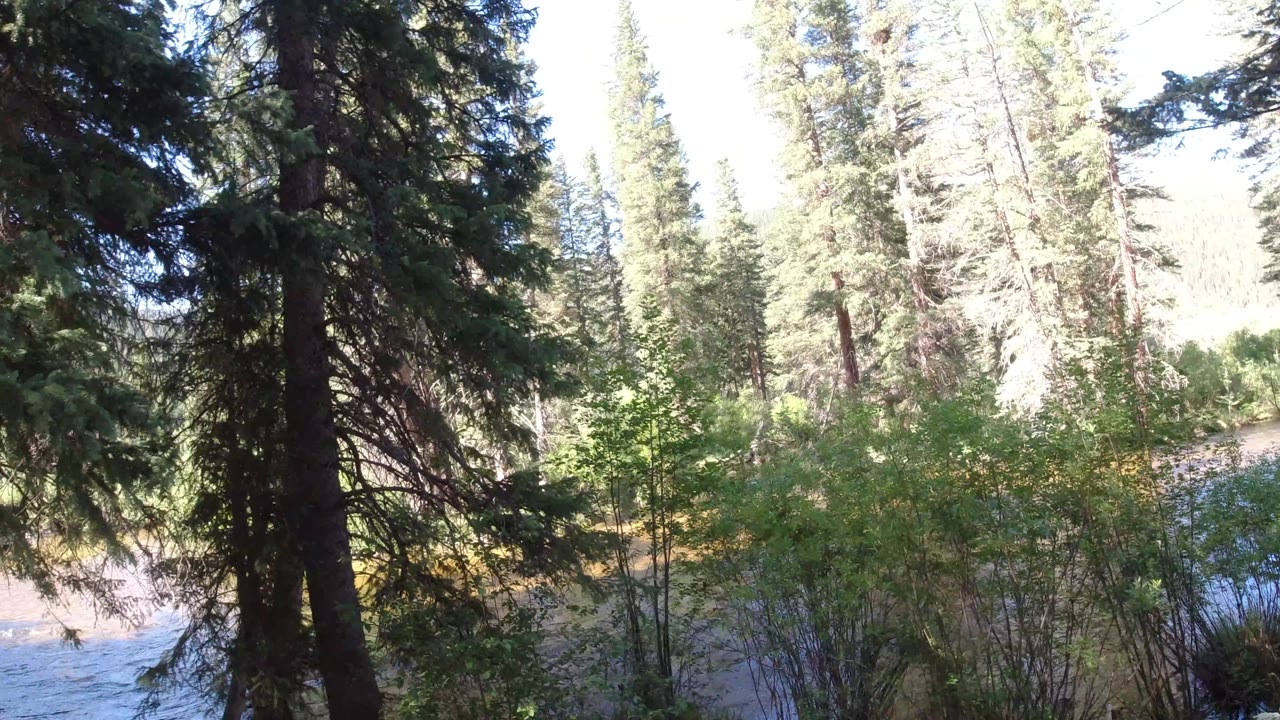Forest edge with bright water and evergreen branches