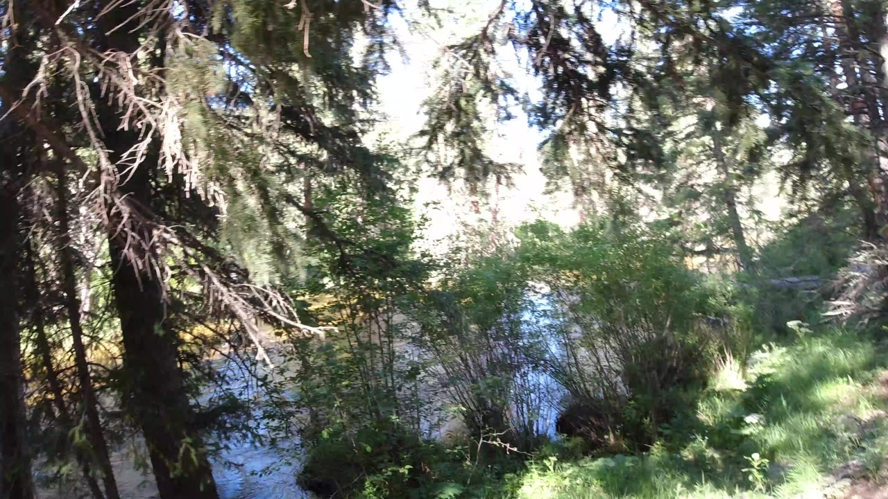Evergreen branches over a riverbank with shrubs and flowing water.