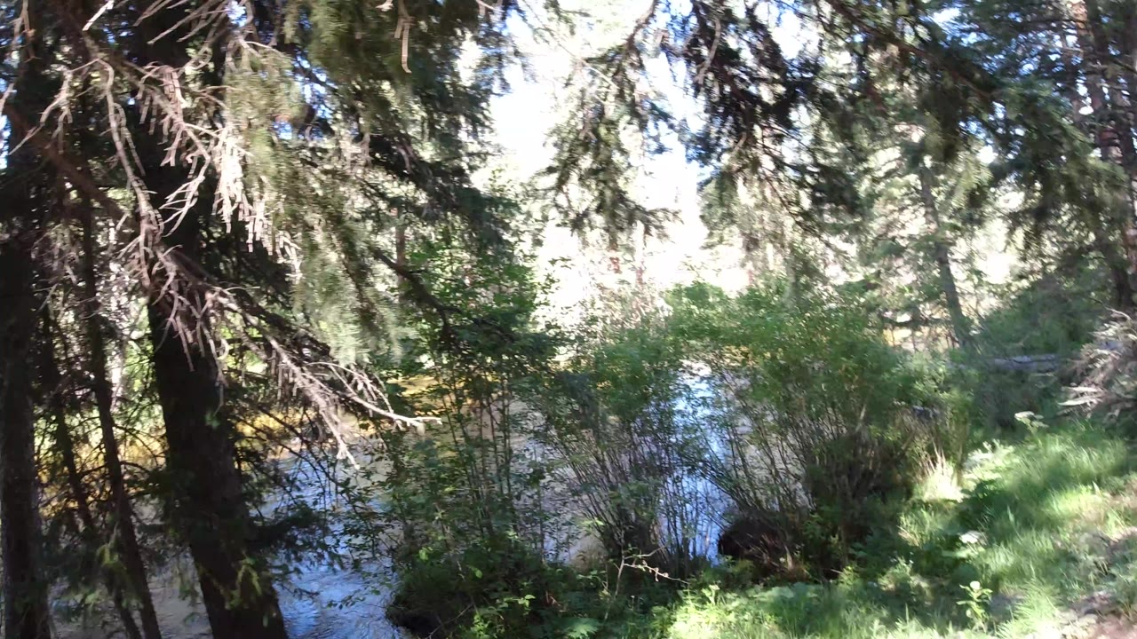 Tall evergreens and dense brush partially block a flowing river in Winter Park, Colorado, with no visible people in this moment.