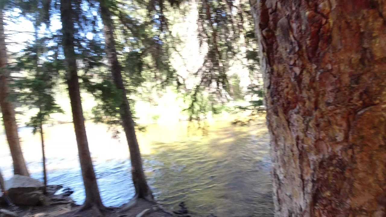 Evergreen trunks beside a sunlit river.
