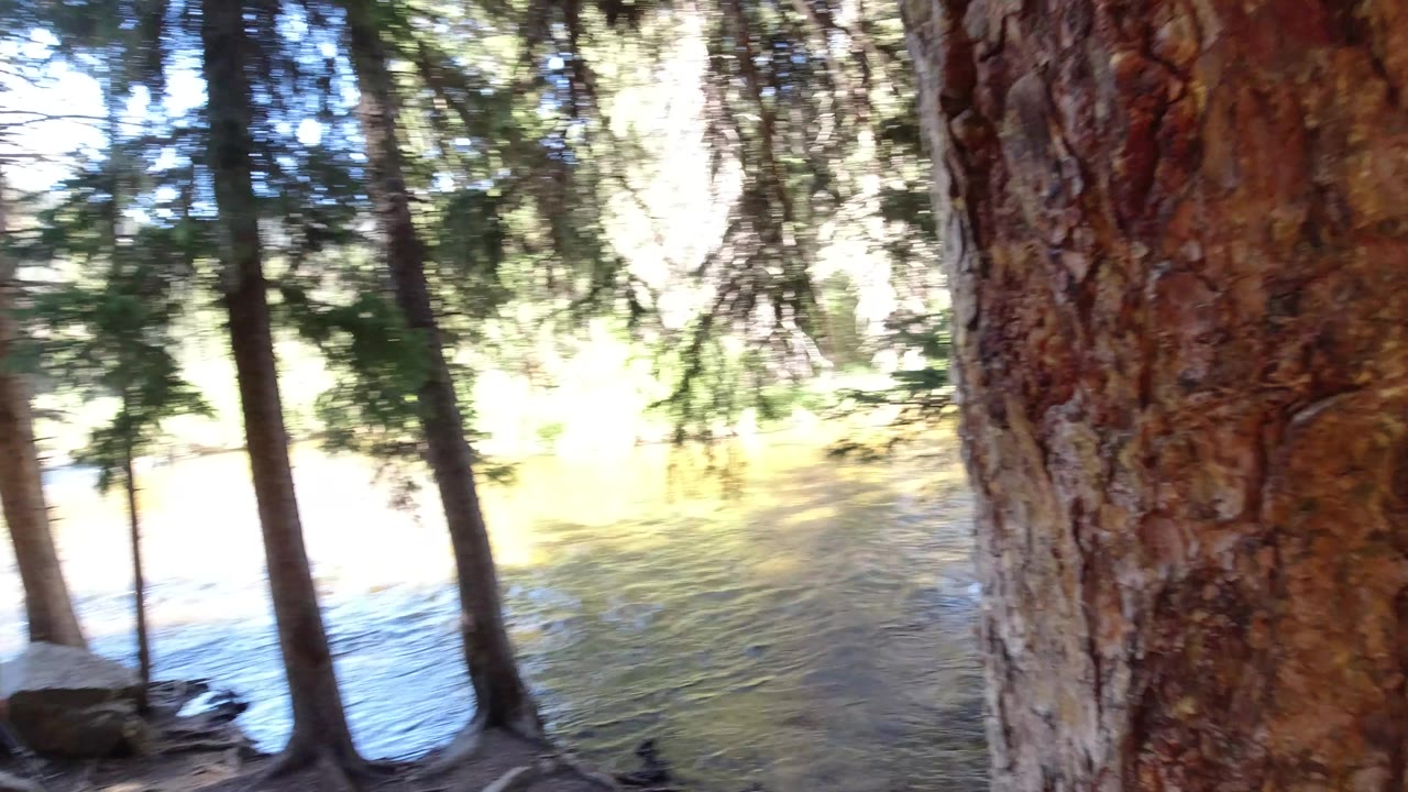 A close foreground tree trunk and leaning evergreens stand beside rippling river water in Winter Park, Colorado, with no visible people.