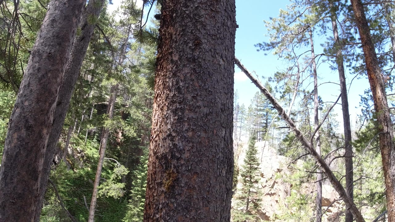 Tall trees in a Winter Park, Colorado forest stand close to the camera, with green foliage, rocky slopes, blue sky, and no visible people.
