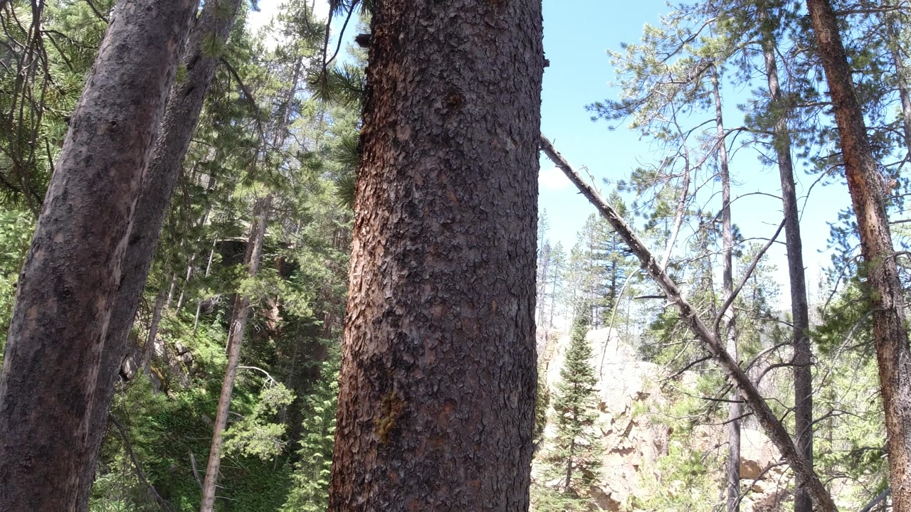 A close tree trunk and angled branches frame a Winter Park, Colorado woodland view with green conifers, pale rock, distant ridge, and no visible people.