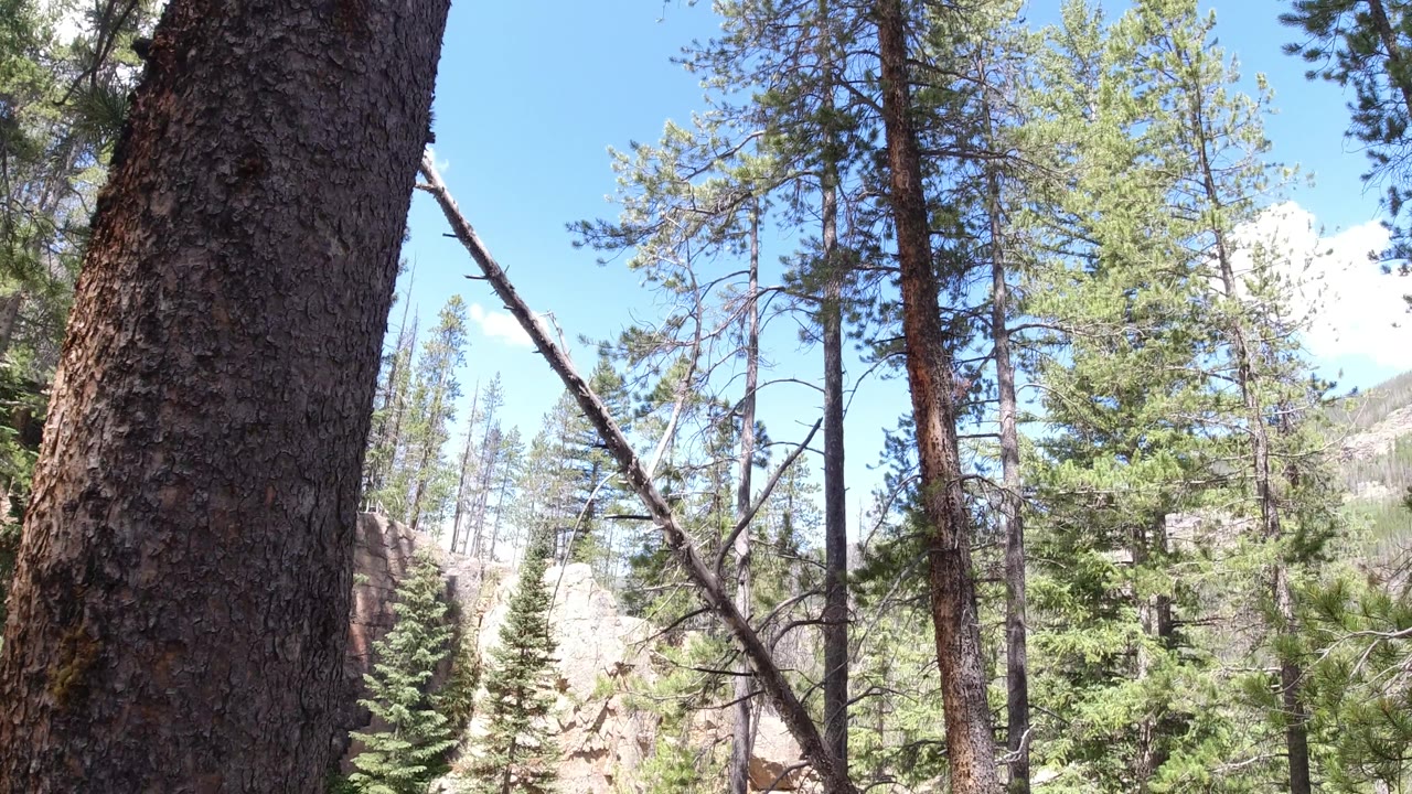 Conifer trees with a mountain ridge beyond the forest