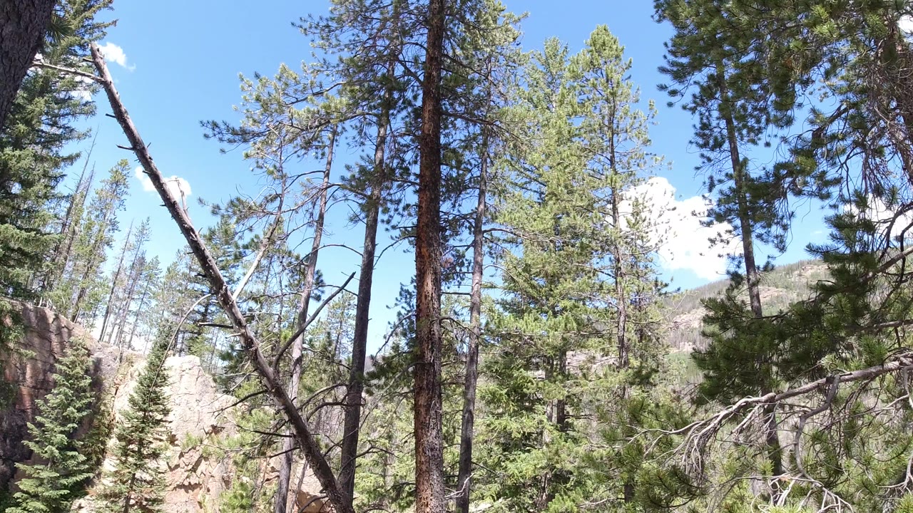 Tall trees in Winter Park, Colorado rise in front of a rocky slope and blue sky, with a diagonal bare trunk crossing the frame and no visible people.
