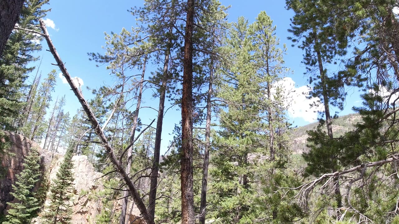 A dense stand of evergreens in Winter Park, Colorado fills the view, with a leaning bare trunk in the foreground, rocky terrain behind, and no visible people.