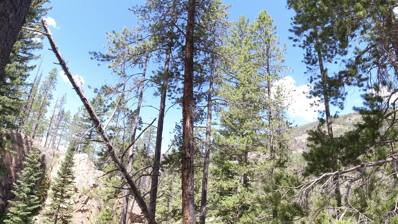 Pine trunks and branches against bright sky