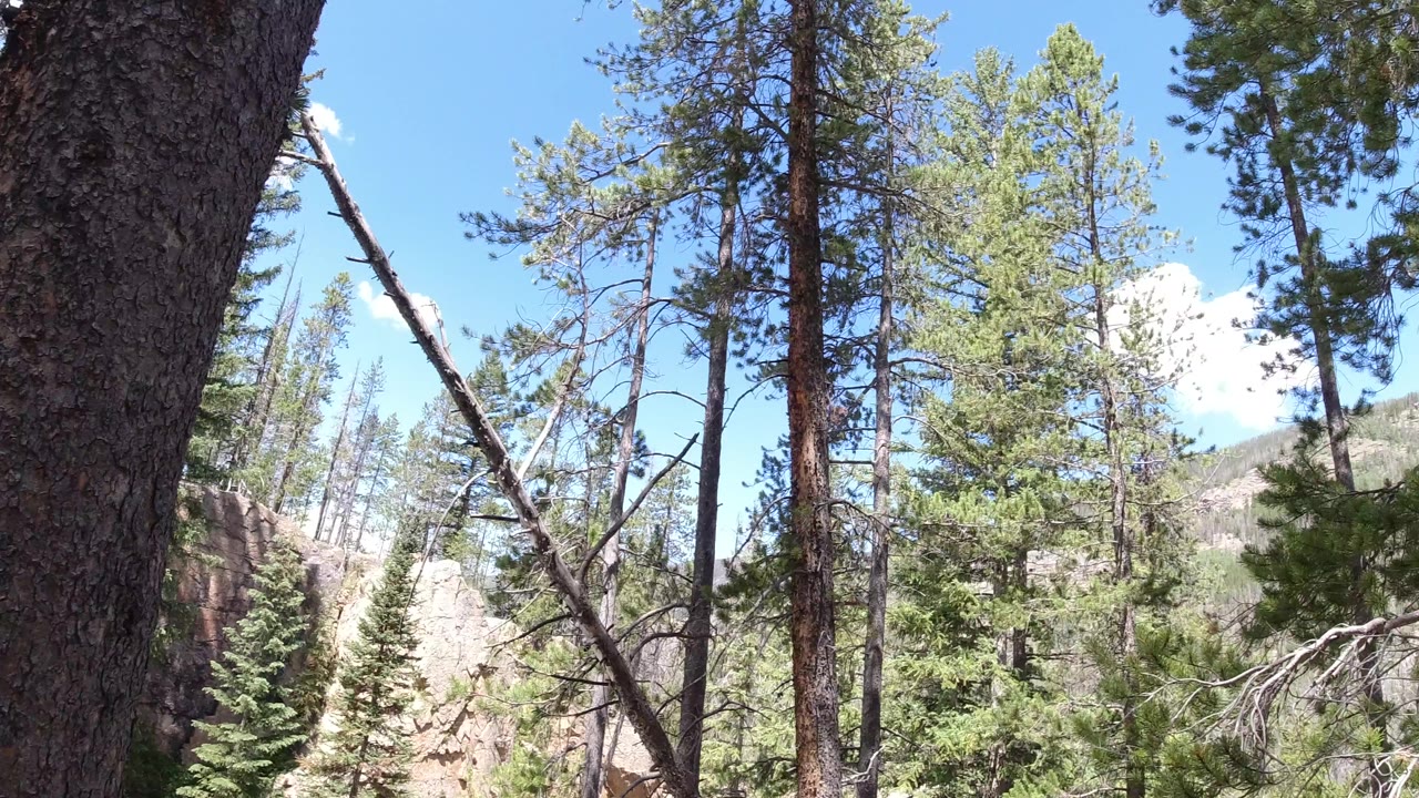 Opening frame of tall evergreen trees in Winter Park, Colorado, with a dark foreground trunk, rocky hillside, blue sky, and no visible people.