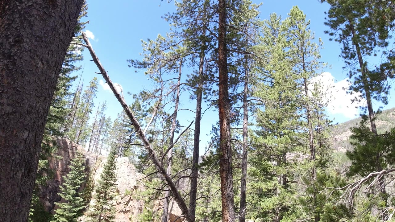 Evergreen forest with branches crossing the sky