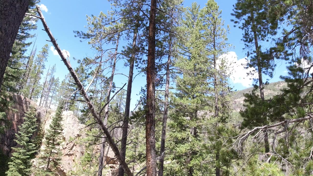 A Winter Park, Colorado forest view shows tall conifer trunks, green branches, pale rocks, a distant hillside, blue sky, and no visible people.