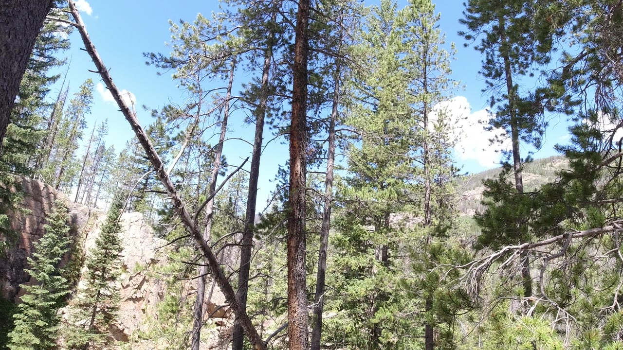 Conifer canopy and rough tree trunks with rocky background in bright sun.