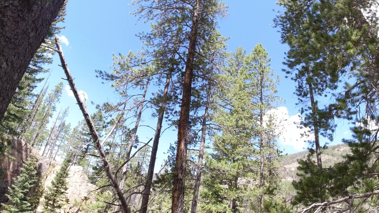 Tall evergreen trunks rise against blue sky in a Winter Park, Colorado forest, with rocky ground and no visible people.