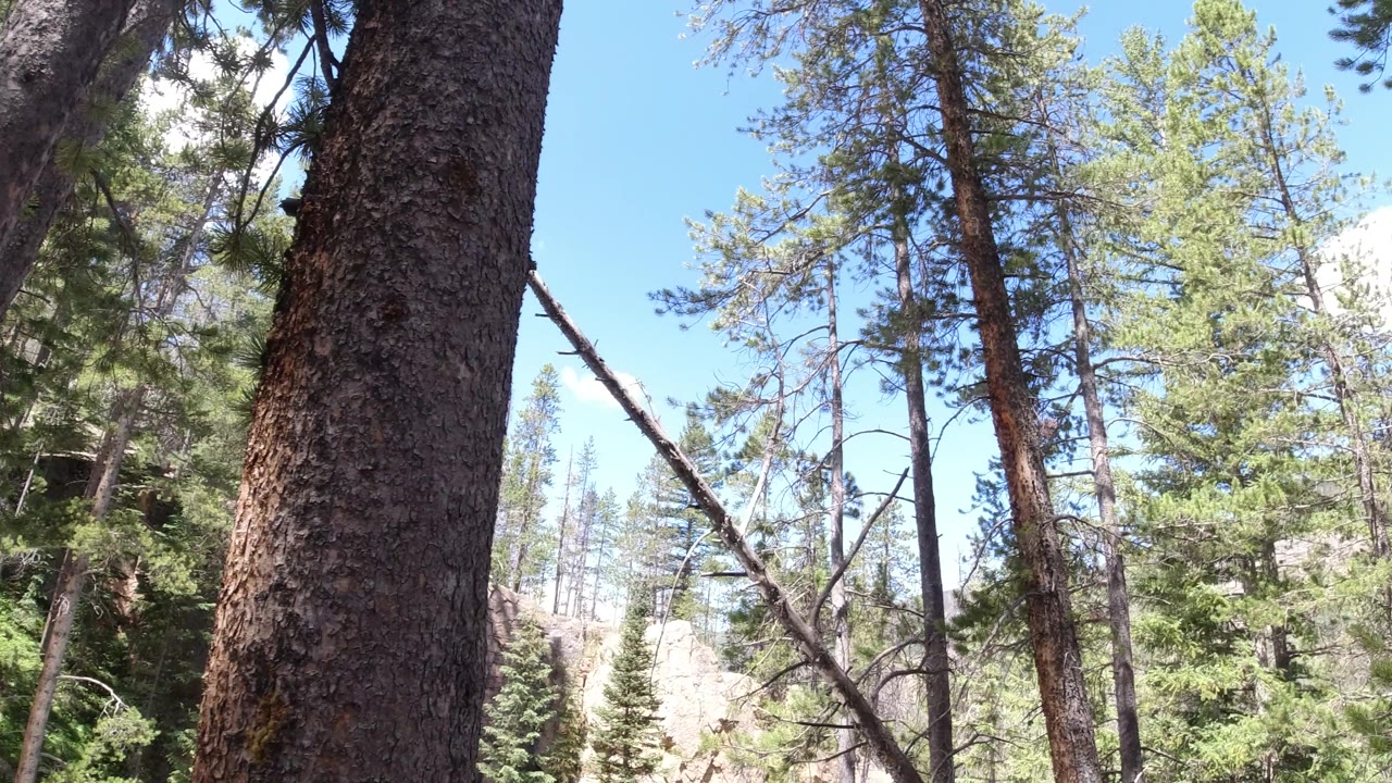 Close tree trunk beside evergreen trees and a rocky wooded slope.