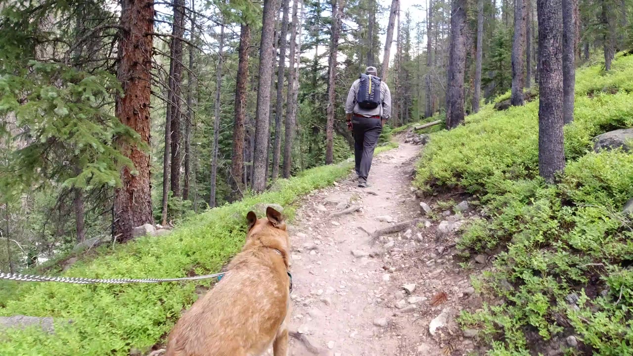 At 0:00 in Winter Park, Colorado, a tan dog in the foreground follows an adult hiker up a narrow dirt path lined with conifers and green ground cover.