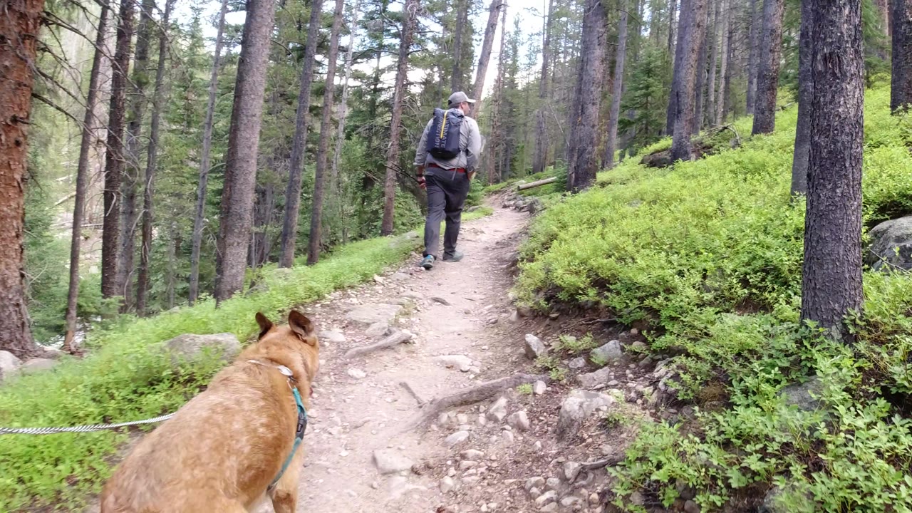 Dog on leash follows hiker around a forest trail bend.