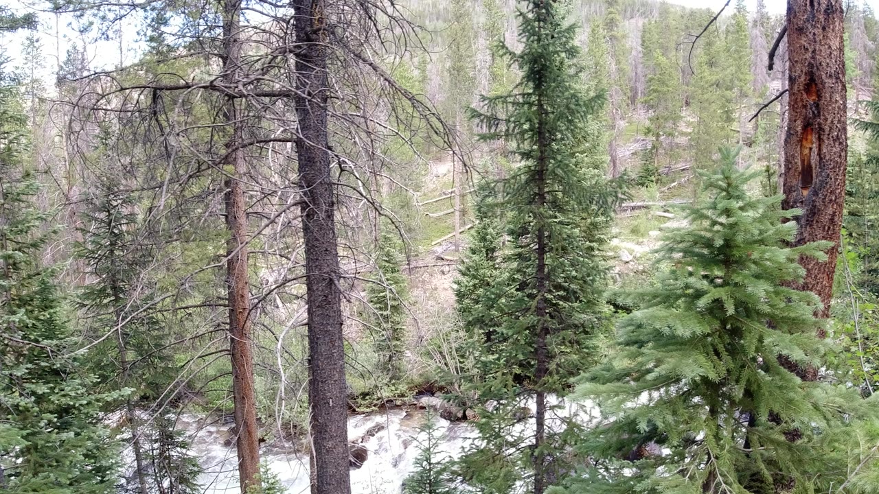 Winter Park, Colorado forest view with tall evergreen trunks, small conifers, snow patches, rocks, and a creek partly visible through the trees, with no visible people.