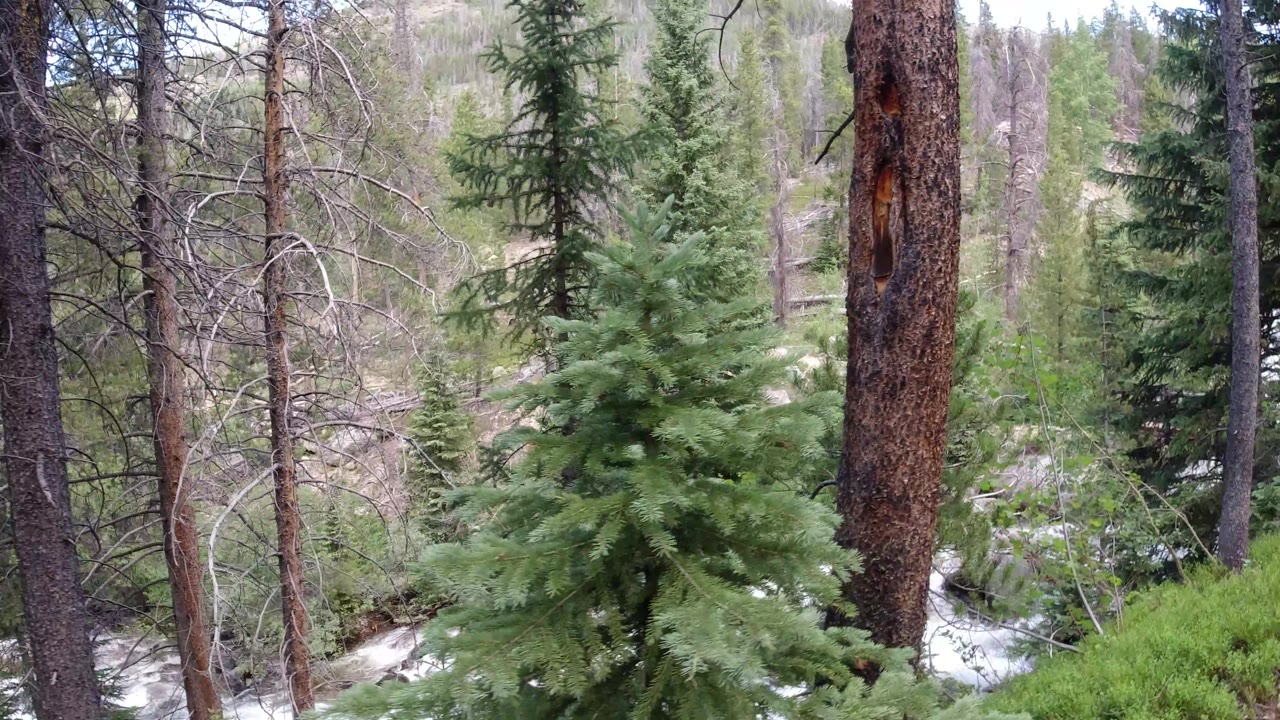 Small fir tree in front of a snowy forest stream
