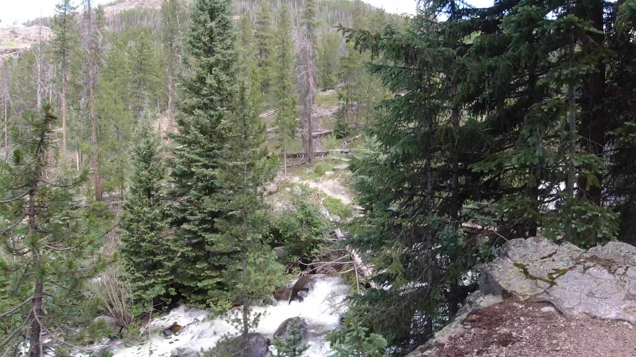 Evergreen forest with rocks and white water visible through trees.