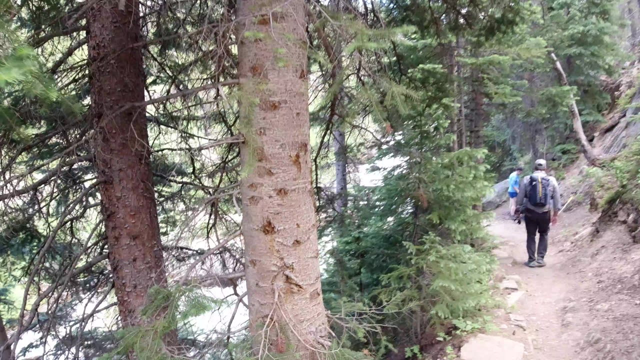 Backpacked hiker walking away on a forest trail between evergreen trees.