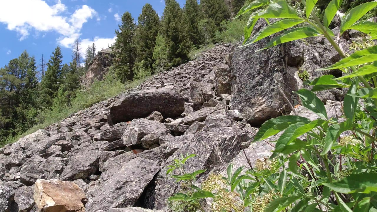 Winter Park, Colorado frame showing a boulder field with foreground green leaves crossing the right side, evergreen trees above the rocks, bright daylight, and no visible people.