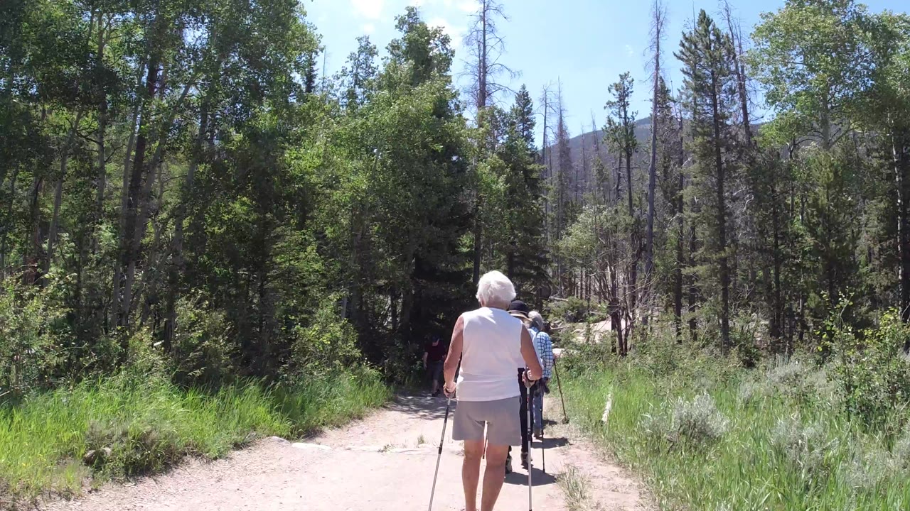 Hikers walking away on a sunny forest trail.