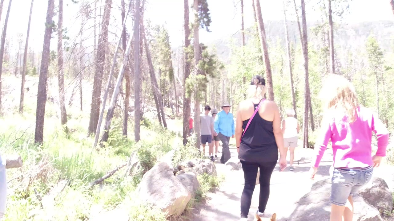 Group walking away on a bright forest trail