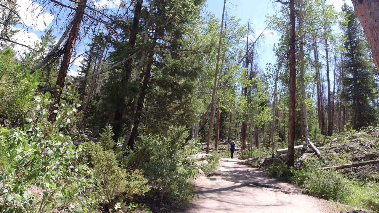 Sunny forest trail with a distant person walking ahead