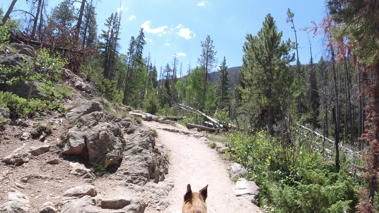 The Winter Park, Colorado path continues past a rocky bank and green undergrowth, with horse ears low in frame and no visible people.