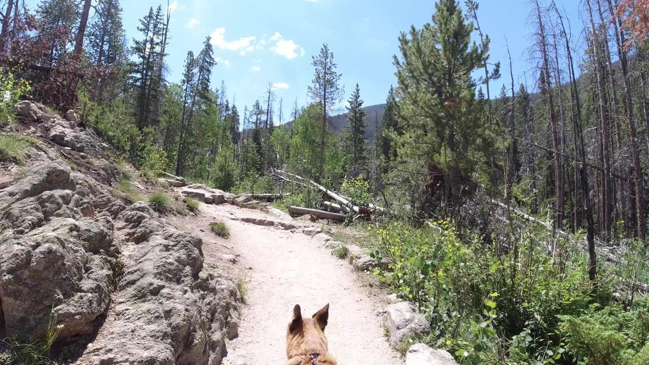 Dirt trail with stone steps, fallen logs, shrubs, and trees.