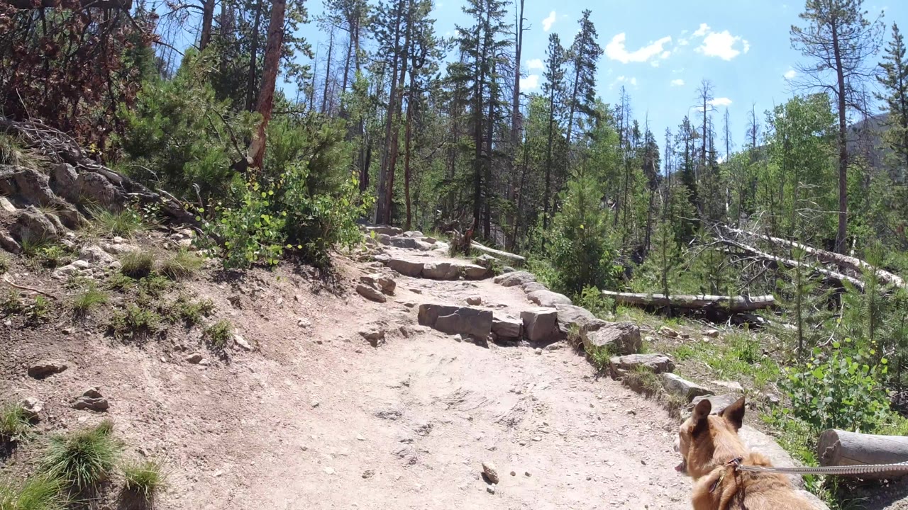 A rocky dirt hiking trail in Winter Park, Colorado runs through tall forest, with a dog's ears and leash entering the lower frame and no visible people.