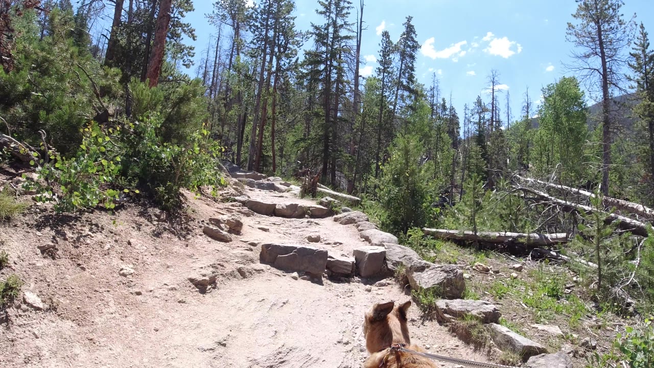 Rock steps and forest trail with a dog partly visible at lower right.