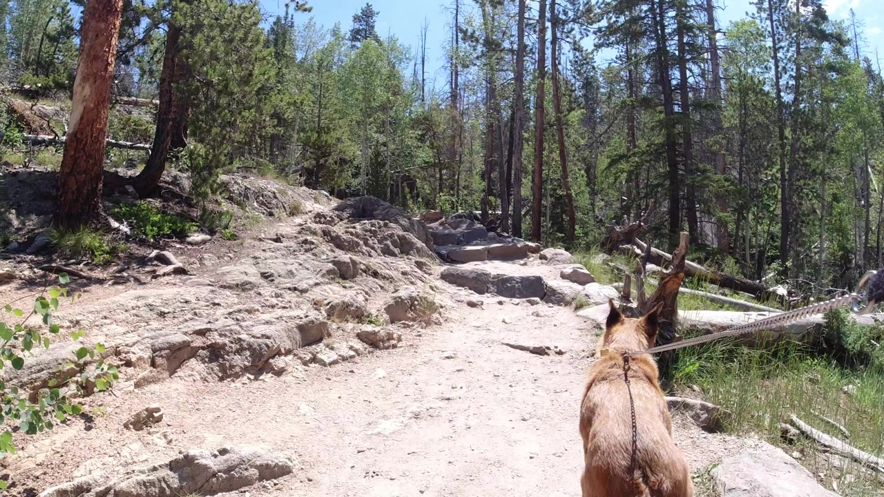 Rocky forest trail with a horned animal partly visible in the foreground.