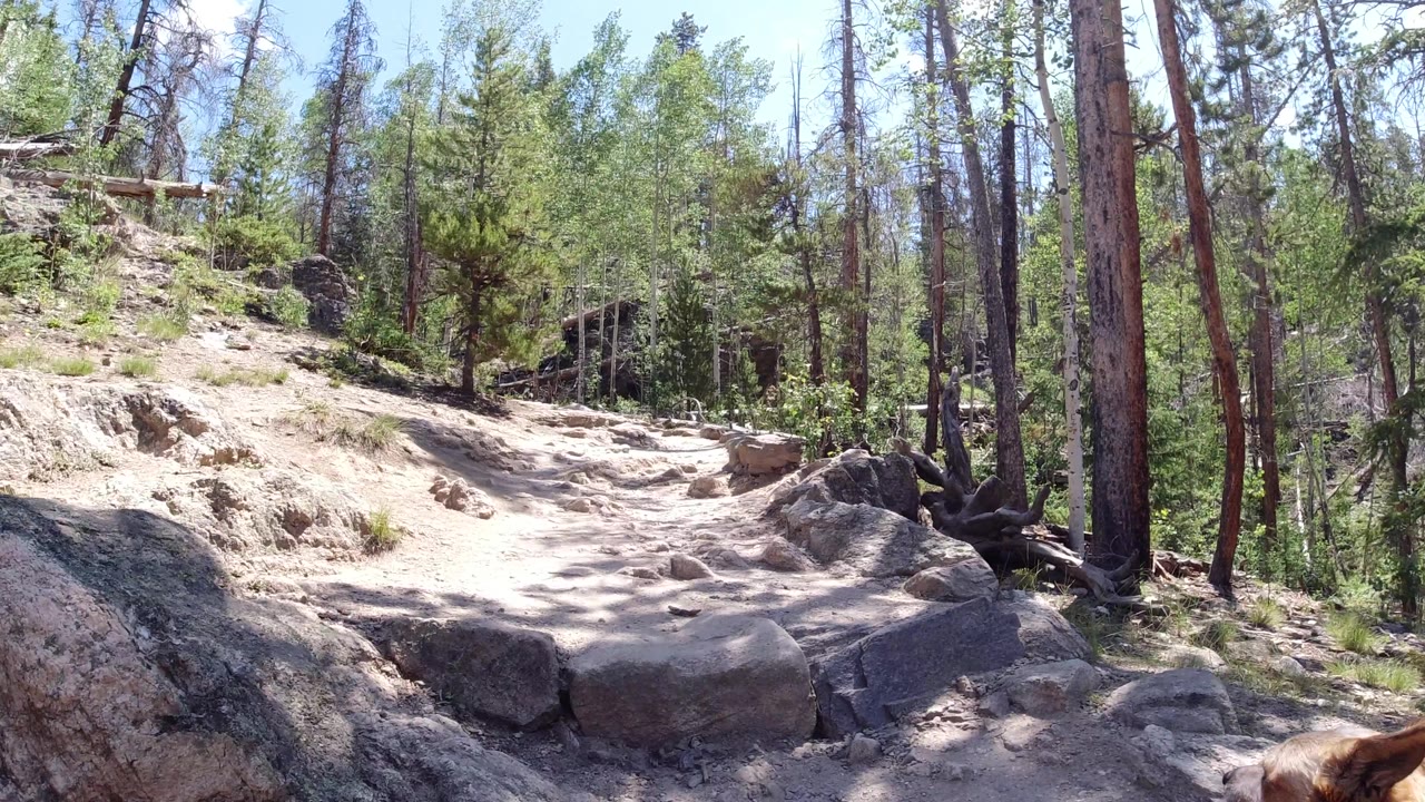 Sunlit rocky path with dog edge visible