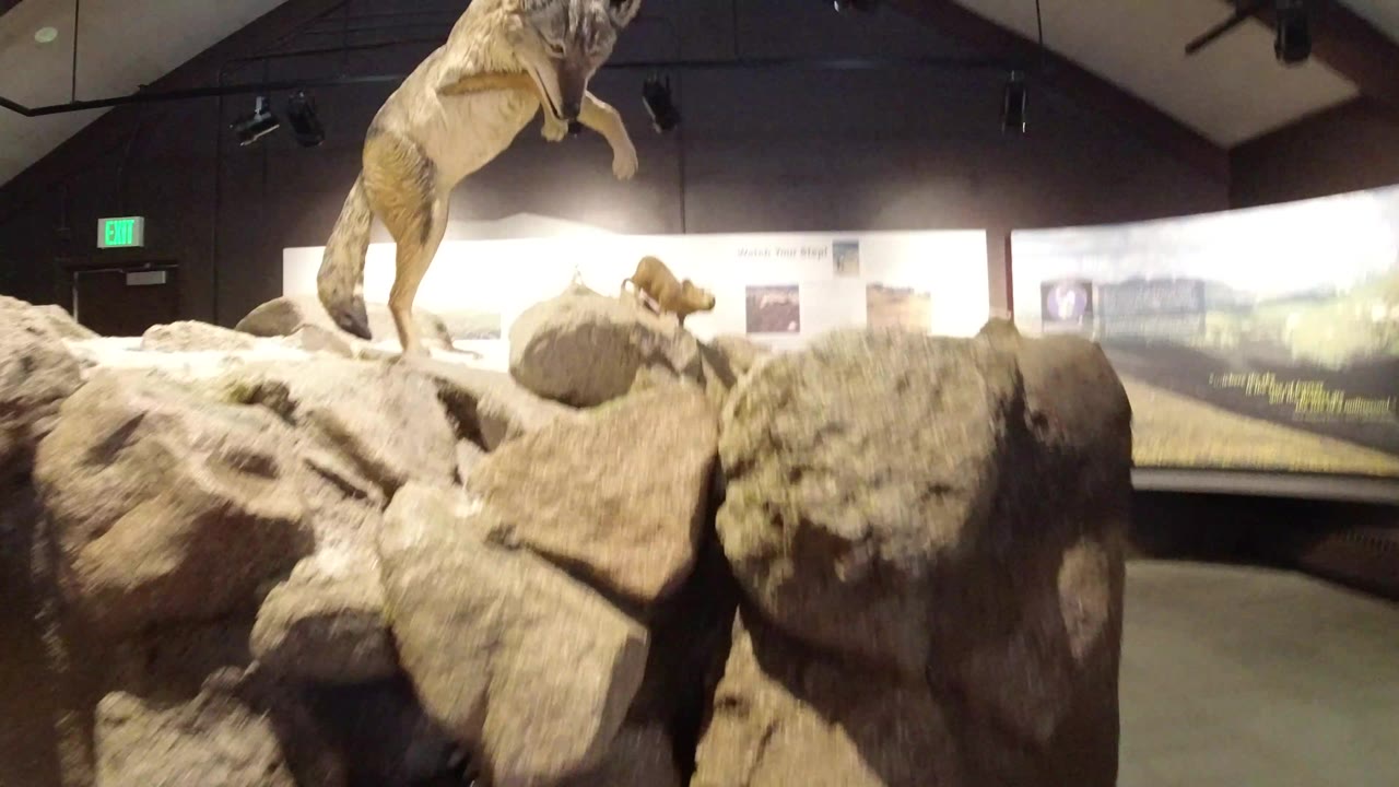 A Winter Park, Colorado museum wildlife display shows a mounted predator posed over rocks, with a smaller animal and interpretive panels in the background, no visible people.