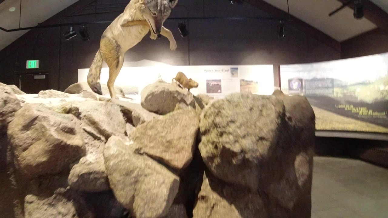 The Winter Park, Colorado museum exhibit remains framed from visitor height, with large foreground rocks, a mounted predator above them, and bright wall text panels behind, no visible people.