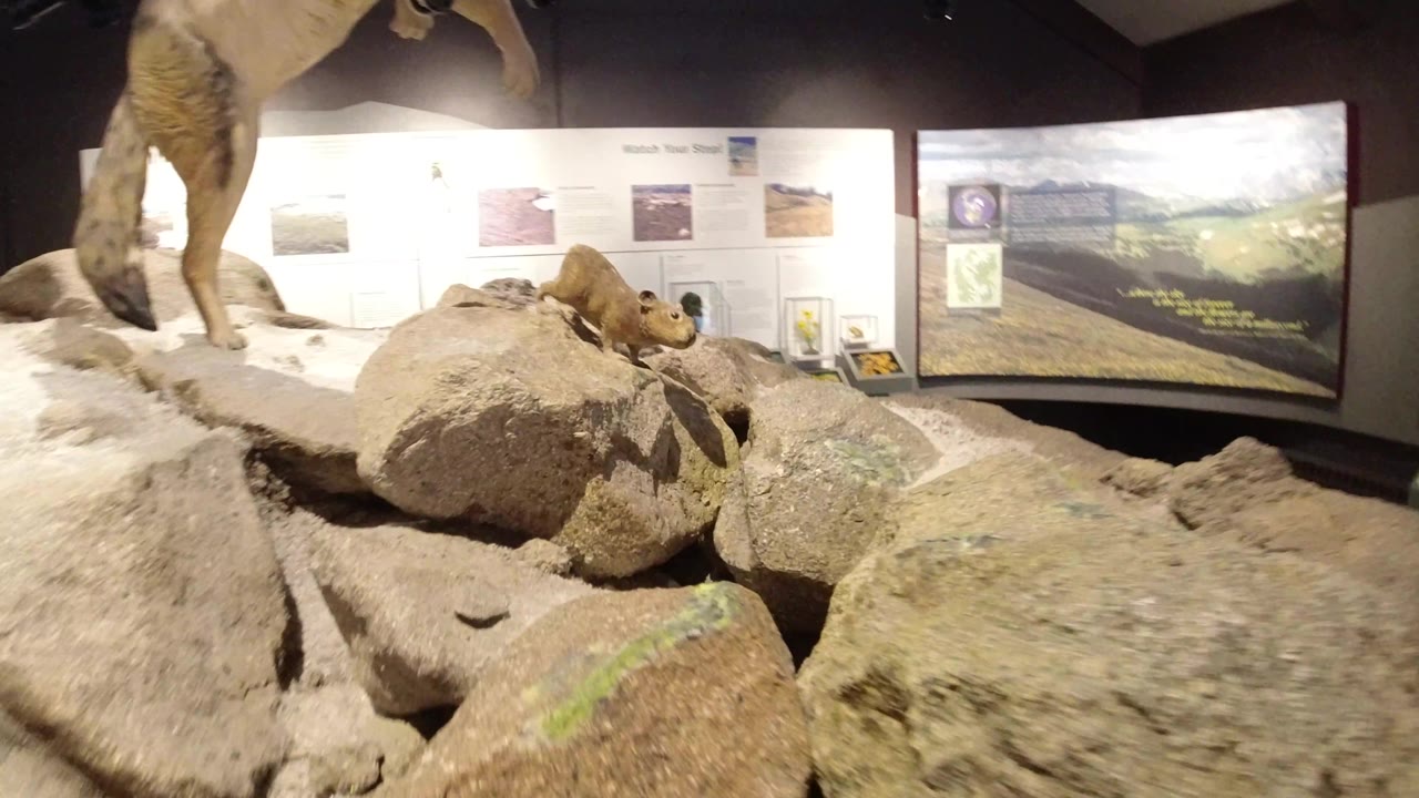 Rocky museum diorama with preserved animals and wall displays.