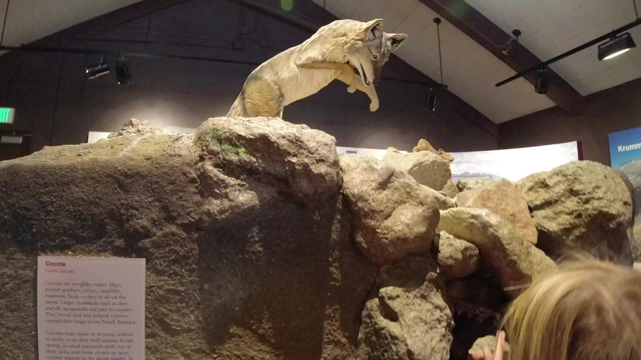 Museum rock display with a mounted coyote above it