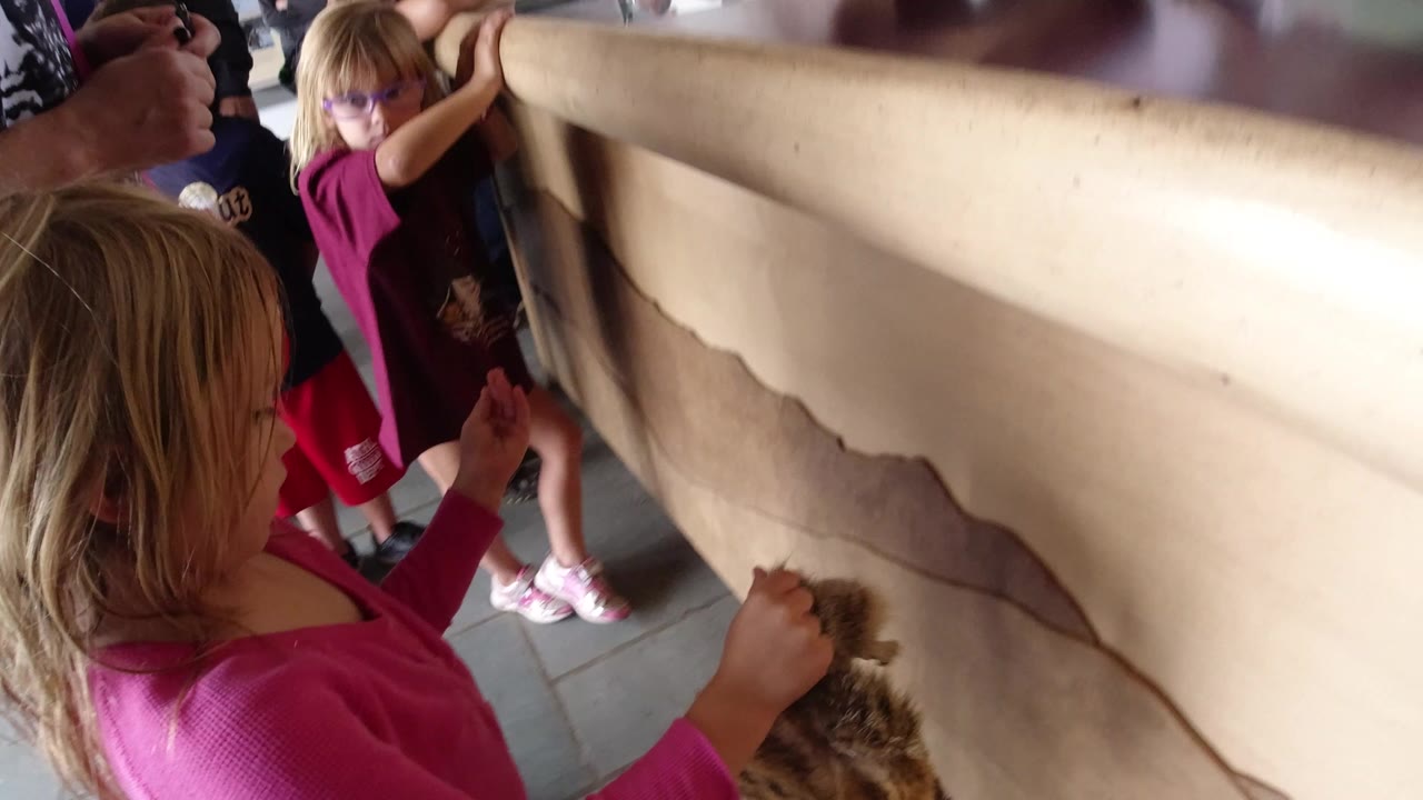 Young girl touching a large animal hide exhibit indoors.
